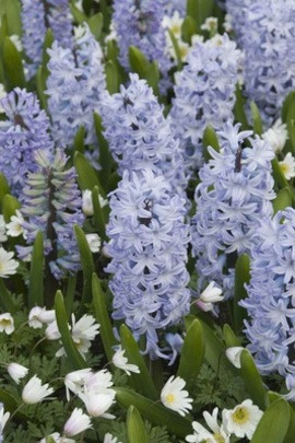 Blue Hyacinth, Anemone blanda white splendour, Spring bulb combination, spring garden, tulips combinations, daffodils combinations, spring bulbs combinations, spring border ideas